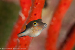 BD-101205-Playa-del-Carmen-2515-Canthigaster-rostrata-(Bloch.-1786)-[Sharpnose-puffer].jpg